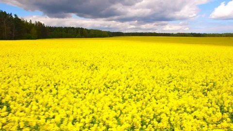 Blooming rapeseed field. Stock Footage 111671919