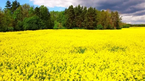 Blooming rapeseed field. Stock Footage 111672275