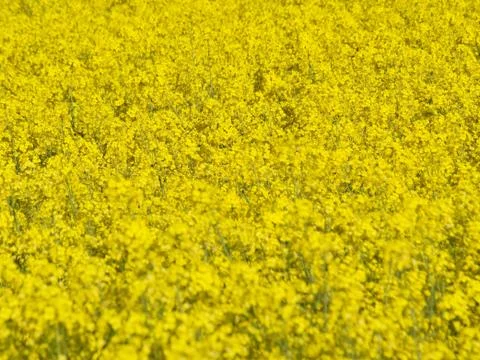 Blooming rapeseed field Foto stock