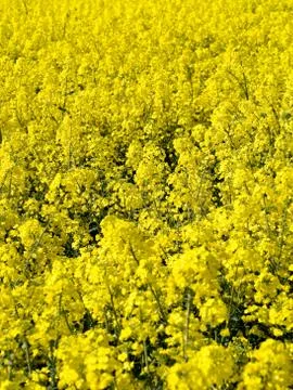 Blooming rapeseed field Foto stock