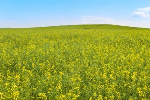 Blooming rapeseed field Stock Photos
