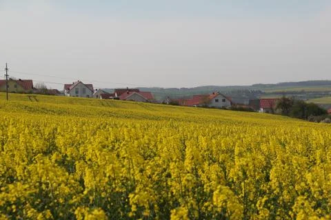 Blooming rapeseed field Foto stock