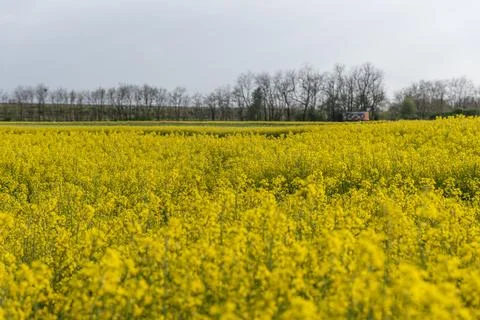 Blooming rapeseed field Stock Photos