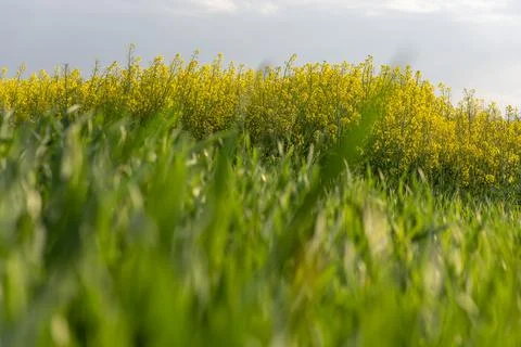 Blooming rapeseed field Stock Photos