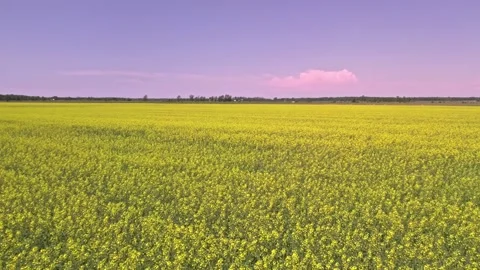 Blooming rapeseed field on a sunny summer day. Aerial view of wind waves at y Stock Footage