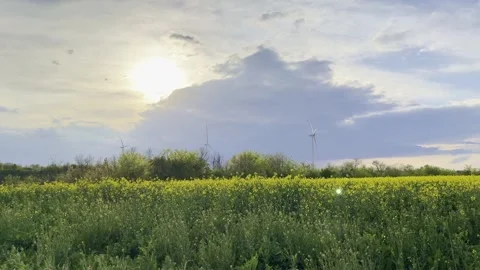 Blooming Rapeseed Field at Sunset With Wind Turbines on Horizon 库存影片 335215370
