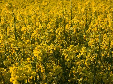 Blooming rapeseed field texture during golden hour Stock-Fotos