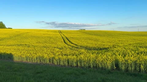 Blooming rapeseed field under blue sky, golden rapeseed field landscape  Stock Footage 336104322