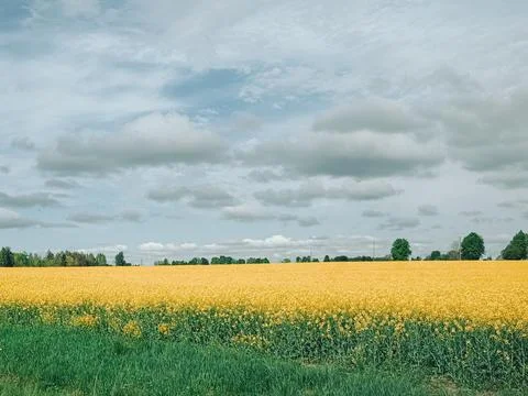 Blooming Rapeseed Field Under Dramatic Cloudy Sky Landscape Fotos Stock