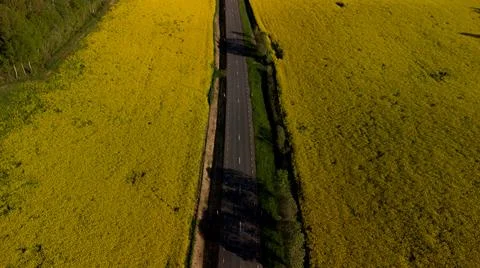 Blooming rapeseed fields Stock Photos