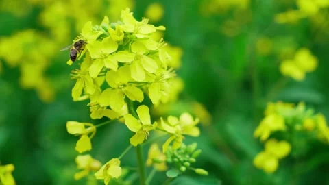 Blooming rapeseed fields in spring Stock Footage 304217909