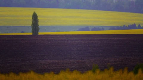 Blooming rapeseed fields in the video collection. Stock Footage 107785547