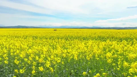 Blooming rapeseed fields on a windy day Stock Footage 277137678