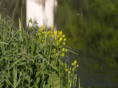 Blooming rapeseed flowers in front of river Stock Footage 76202065