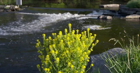 Blooming rapeseed flowers in front of waterfall river Stock Footage 76202627