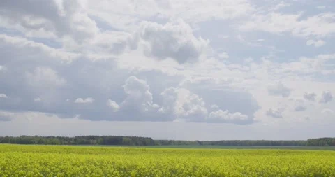 Blooming rapeseed. Video stock 131310346