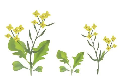 Blooming rapeseed Illustrazione stock