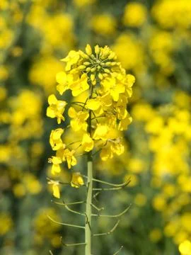 Blooming rapeseed 스톡 사진