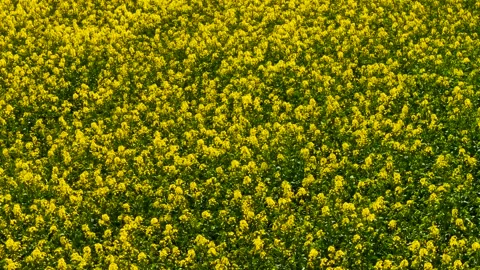 Blooming rapeseed spreading across farming field. Flowering canola covering Stock Footage 332219081