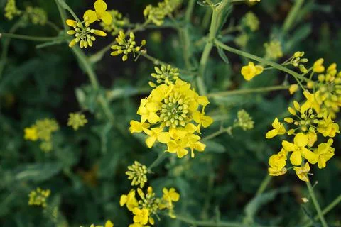 Blooming rapeseed in spring, top view. Ripe rapeseed on a field, close-up. Foto stock