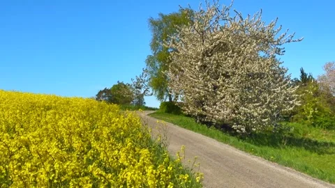 Blooming rapeseed by a tiny gravel road and blooming tree and blue sky in Ystad Stock Footage 335843196