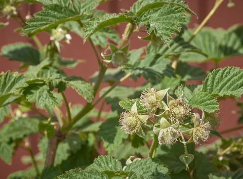 A blooming raspberry bush on a blurred background 스톡 사진