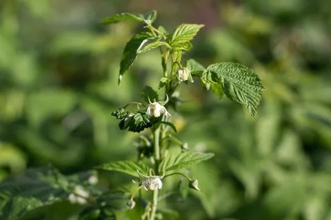 Blooming raspberry bush, raspberry blossom and flower. Close-up Foto stock