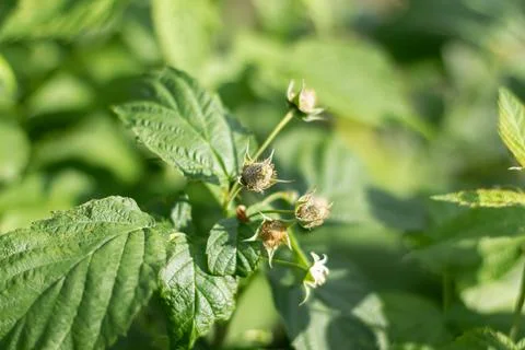 Blooming raspberry bush, raspberry blossom and flower. Close-up Foto stock