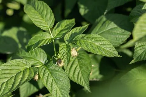 Blooming raspberry bush, raspberry blossom and flower. Close-up Stock Photos
