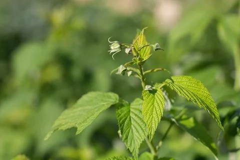 Blooming raspberry bush, raspberry blossom and flower. Close-up Foto stock