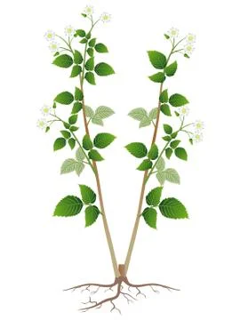 Blooming raspberry bush with roots isolated on white background Stock Illustration