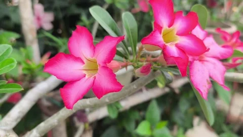 Blooming Red and White Desert Rose Adenium Obesum Flower Stock Footage 336646986