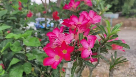 Blooming Red and White Desert Rose Adenium Obesum Flower Vídeo Stock 336646988