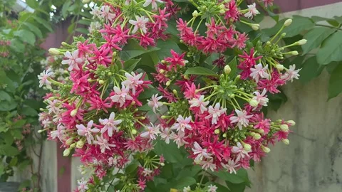 Blooming red and white pentas bush, vibrant garden flower footage. Stock Footage 219270600