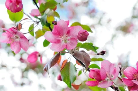 Blooming red apple Stock Photos
