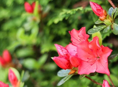 Blooming red azalea flowers in the spring garden. Gardening concept Stock Photos