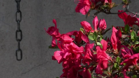 Blooming Red Azalea in spring. Stock-Footage 182395917