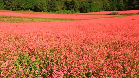 Blooming Red Buckwheat Fields 스톡 동영상 330428210