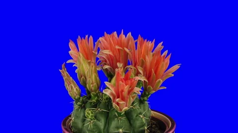 Blooming red cactus buds against blue CHROMA key Stock-Footage 322995997