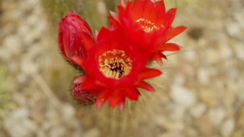 Blooming Red Cactus Flower Jib Shot 4K Stock Footage 236765741