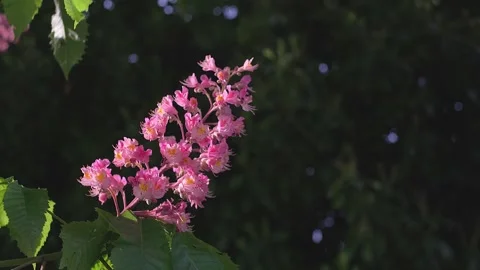 Blooming red chestnut in spring, close up Stock Footage 240629802