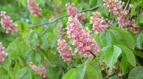 Blooming red chestnut tree - moving blossoms Stock Footage 37935678