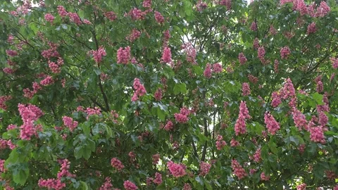 Blooming red chestnut tree in spring, general view Stock Footage 240631000