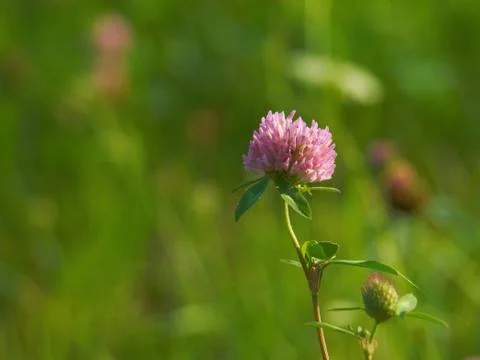 Blooming red clover Stock Photos