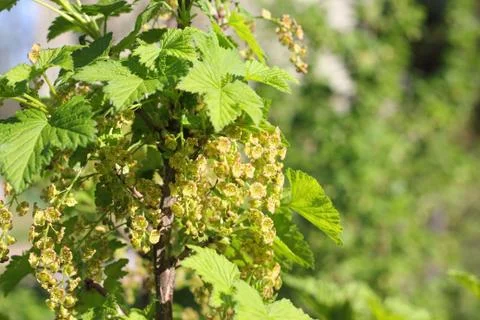 Blooming red currant Stock Photos