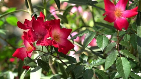 Blooming red dog rose Stock Footage 76358099