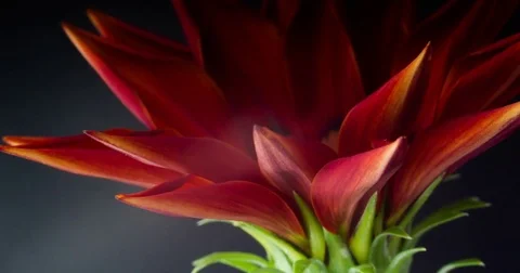Blooming red flower on a black background Stock Footage 75685165