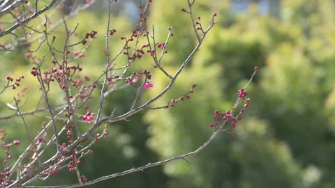 Blooming red flower buds on a tree with a forest in the background. Stock Footage 171509333