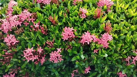 Blooming red flower Stock Footage 217357041