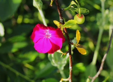 Blooming red flower. Foto stock